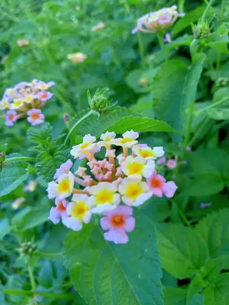 Baho-Baho Flower