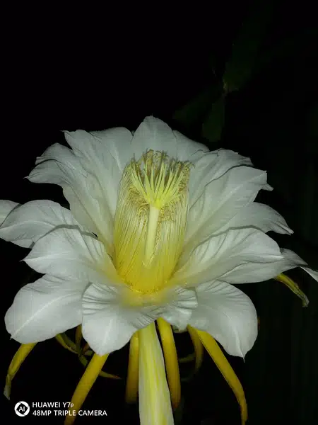 Night Blooming Flower