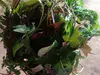 Green leafy vegetables