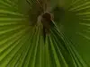 Anahaw