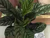 Indoor Plant