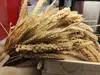 Dried Wheat