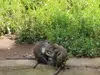 Monkeys